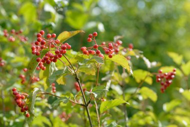 Viburnum'un kırmızı olgun meyveleri. Bahçede ya da ormanda kırmızı viburnum bir dalı. Sonbahar meyvesi, renkli doğal arka plan. Duvar kağıdı veya viburnum ile tasarım için görüntü. Guelder gül.