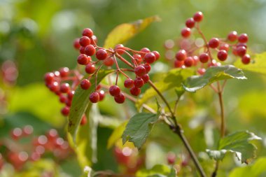 Viburnum'un kırmızı olgun meyveleri. Bahçede ya da ormanda kırmızı viburnum bir dalı. Sonbahar meyvesi, renkli doğal arka plan. Duvar kağıdı veya viburnum ile tasarım için görüntü. Guelder gül.