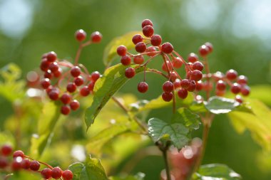 Viburnum'un kırmızı olgun meyveleri. Bahçede ya da ormanda kırmızı viburnum bir dalı. Sonbahar meyvesi, renkli doğal arka plan. Duvar kağıdı veya viburnum ile tasarım için görüntü. Guelder gül.