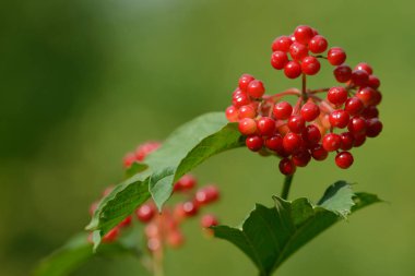 Viburnum'un kırmızı olgun meyveleri. Bahçede ya da ormanda kırmızı viburnum bir dalı. Sonbahar meyvesi, renkli doğal arka plan. Duvar kağıdı veya viburnum ile tasarım için görüntü. Guelder gül.