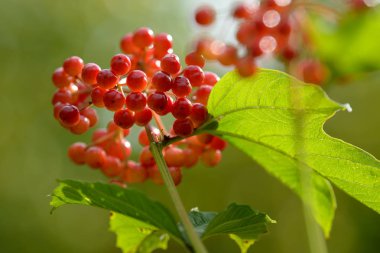 Viburnum'un kırmızı olgun meyveleri. Bahçede ya da ormanda kırmızı viburnum bir dalı. Sonbahar meyvesi, renkli doğal arka plan. Duvar kağıdı veya viburnum ile tasarım için görüntü. Guelder gül.