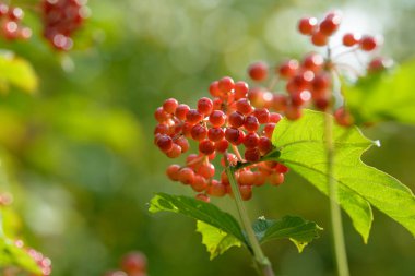 Viburnum'un kırmızı olgun meyveleri. Bahçede ya da ormanda kırmızı viburnum bir dalı. Sonbahar meyvesi, renkli doğal arka plan. Duvar kağıdı veya viburnum ile tasarım için görüntü. Guelder gül.
