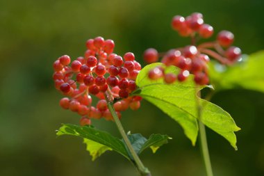 Viburnum'un kırmızı olgun meyveleri. Bahçede ya da ormanda kırmızı viburnum bir dalı. Sonbahar meyvesi, renkli doğal arka plan. Duvar kağıdı veya viburnum ile tasarım için görüntü. Guelder gül.
