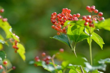 Viburnum'un kırmızı olgun meyveleri. Bahçede ya da ormanda kırmızı viburnum bir dalı. Sonbahar meyvesi, renkli doğal arka plan. Duvar kağıdı veya viburnum ile tasarım için görüntü. Guelder gül.