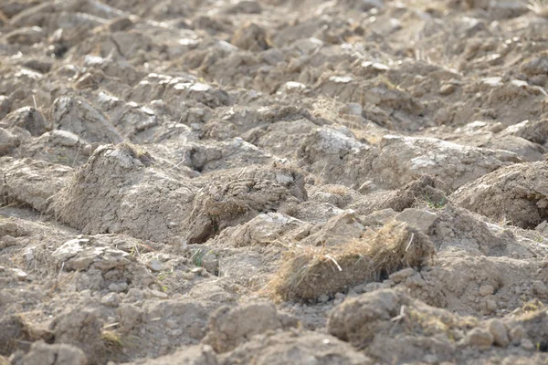 Arable land in the countryside. Farmland landscape. View of agricultural land prepared for sowing. Plowed and harrowed ground. Soil recently ploughed for new season.