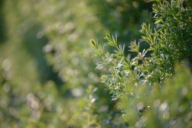 Parlak taze bahar çim güneş ışığı bokeh arka plan ile ormanda yakın. Çim alanı. Çayırda büyüyen renkli bitki. Beyaz çiçekler.