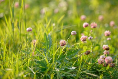 Alan arka planda Yonca Çiçekler. Çiçek açan tıbbi yabani bitki. Çayırda yonca çiçeklenme grubu.