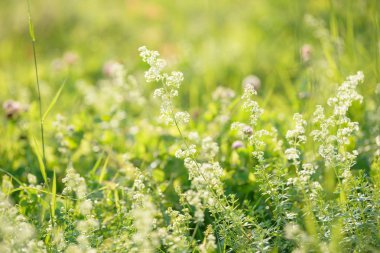 Parlak taze bahar çim güneş ışığı bokeh arka plan ile ormanda yakın. Çim alanı. Çayırda büyüyen renkli bitki. Beyaz çiçekler.