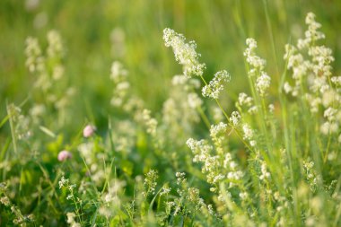 Parlak taze bahar çim güneş ışığı bokeh arka plan ile ormanda yakın. Çim alanı. Çayırda büyüyen renkli bitki. Beyaz çiçekler.