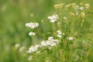 Genel kiriş (Achillea millefolium), yeşil bulanık çimen çiçekli arka planda beyaz çiçekler, seçici odak noktasını kapatır. Şifalı yabani otlar. Medikal folyo fabrikası.