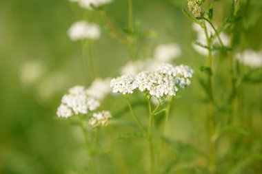 Genel kiriş (Achillea millefolium), yeşil bulanık çimen çiçekli arka planda beyaz çiçekler, seçici odak noktasını kapatır. Şifalı yabani otlar. Medikal folyo fabrikası.