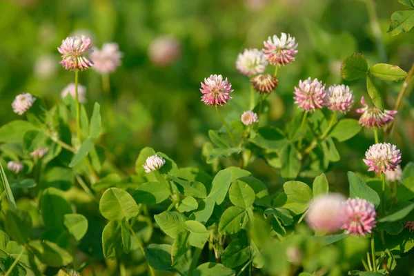 Flores Trébol Fondo Del Campo Hierba Salvaje Medicinal Floreciente Grupo —  Fotos de Stock