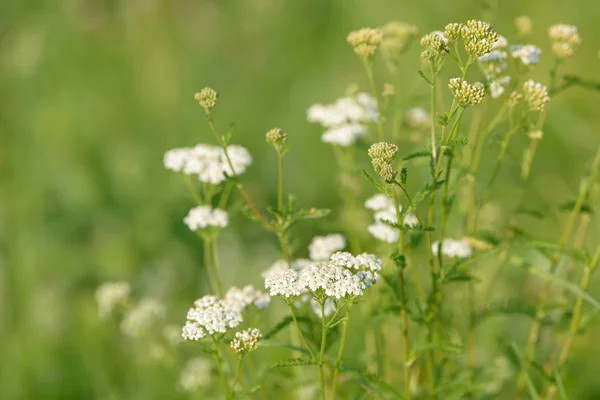 Common yarrow (Achillea millefolium) white flowers close up top view on green blurred grass floral background, selective focus. Medicinal wild herb Yarrow. Medical milfoil plant.