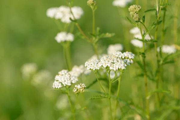 Common yarrow (Achillea millefolium) white flowers close up top view on green blurred grass floral background, selective focus. Medicinal wild herb Yarrow. Medical milfoil plant.