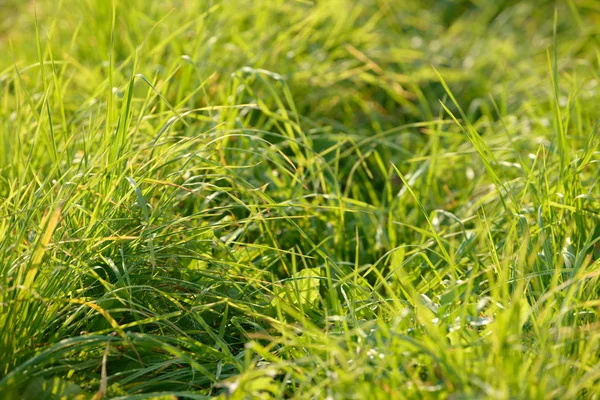 Parlak Taze Bahar Çim Güneş Işığı Bokeh Arka Plan Ile — Stok fotoğraf