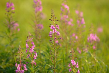 Çiçekli ateş weed pembe çiçekler (Epilobium veya Chamerion angustifolium). Çiçekli söğüt-ot veya çiçekli sally.