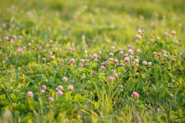 Clover Fleurs Dans Fond Champ Floraison Médicinale Herbe Sauvage Groupe — Photo