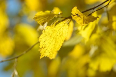 Sonbahar ormandaki güzel renkli yaprakları. Kırmızı, turuncu, sarı, yeşil ve kahverengi sonbahar yaprakları. Hazel yeşillik. Mevsimlik arka plan.