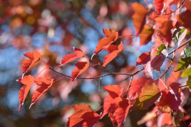 Sonbahar ormanında güzel renkli yapraklar. Kırmızı, turuncu, sarı, yeşil ve kahverengi sonbahar yaprakları. Çalı ve ağaç renkli yapraklar. Mevsimlik arkaplan.