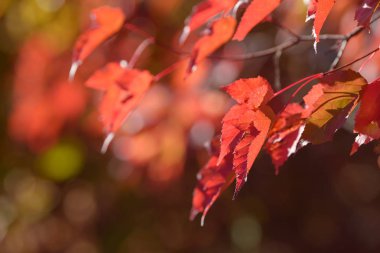 Sonbahar ormanında güzel renkli yapraklar. Kırmızı, turuncu, sarı, yeşil ve kahverengi sonbahar yaprakları. Çalı ve ağaç renkli yapraklar. Mevsimlik arkaplan.