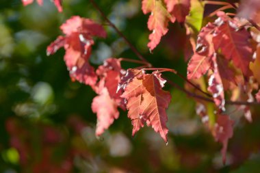 Sonbahar ormanında güzel renkli yapraklar. Kırmızı, turuncu, sarı, yeşil ve kahverengi sonbahar yaprakları. Çalı ve ağaç renkli yapraklar. Mevsimlik arkaplan.