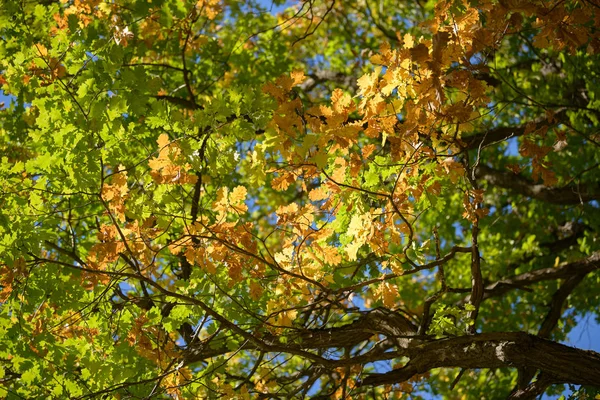 Красивые Красочные Листья Осеннем Лесу Красные Оранжевые Желтые Зеленые Коричневые — стоковое фото