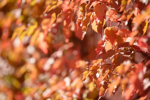 Vackra Färgglada Blad Höstskogen Röda Orange Gula Gröna Och Bruna — Stockfoto