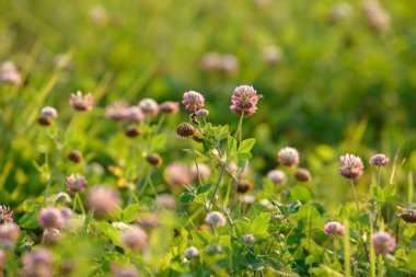 Alan arka planda Yonca Çiçekler. Çiçek açan tıbbi yabani bitki. Çayırda yonca çiçeklenme grubu.