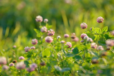 Alan arka planda Yonca Çiçekler. Çiçek açan tıbbi yabani bitki. Çayırda yonca çiçeklenme grubu.