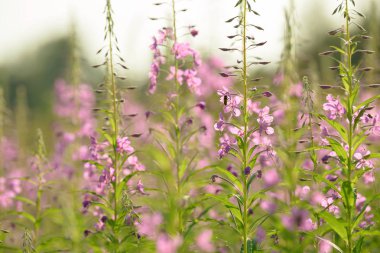 Çiçekli ateş weed pembe çiçekler (Epilobium veya Chamerion angustifolium). Çiçekli söğüt-ot veya çiçekli sally.