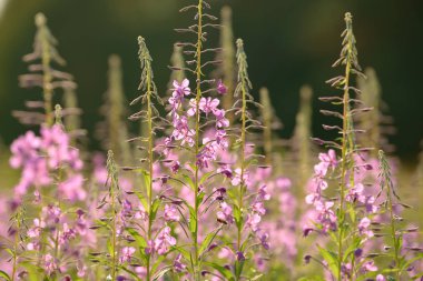 Çiçekli ateş weed pembe çiçekler (Epilobium veya Chamerion angustifolium). Çiçekli söğüt-ot veya çiçekli sally.