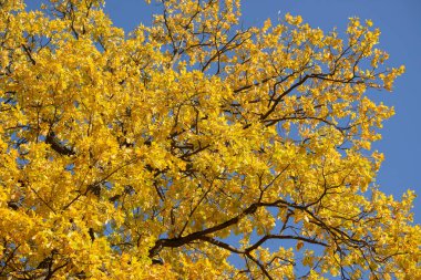Sonbahar ormandaki güzel renkli yaprakları. Kırmızı, turuncu, sarı, yeşil ve kahverengi sonbahar yaprakları. Meşe yaprakları. Mevsimlik arka plan.