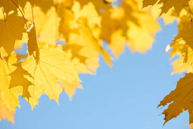 Sonbahar ormandaki güzel renkli yaprakları. Kırmızı, turuncu, sarı, yeşil ve kahverengi sonbahar yaprakları. Akçaağaç yaprakları. Mevsimlik arka plan.