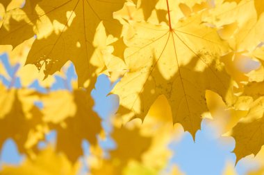 Sonbahar ormanında güzel renkli yapraklar. Kırmızı, turuncu, sarı ve kahverengi sonbahar yaprakları. Akçaağaç yaprağı. Mevsimlik arkaplan.