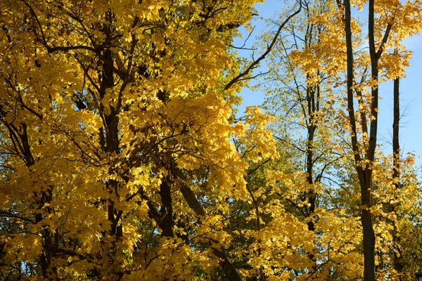 Hermosas Hojas Colores Bosque Otoño Hojas Otoño Rojas Naranjas Amarillas — Foto de Stock