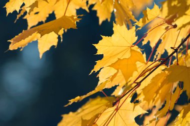 Sonbahar ormanında güzel renkli yapraklar. Kırmızı, turuncu, sarı ve kahverengi sonbahar yaprakları. Akçaağaç yaprağı. Mevsimlik arkaplan.