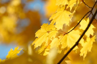 Sonbahar ormanında güzel renkli yapraklar. Kırmızı, turuncu, sarı ve kahverengi sonbahar yaprakları. Akçaağaç yaprağı. Mevsimlik arkaplan.