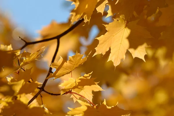 Beautiful Colorful Leaves Autumn Forest Red Orange Yellow Brown Autumn — Stock Photo, Image