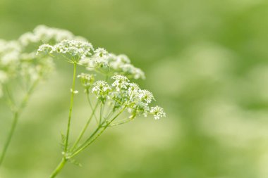 Çiçek tarlasını canlandırın. Yiyecek ve içecekler. Taze tıbbi bitki. Mevsimlik arka plan. Güneşli yaz gününde çiçek açan anason alan arkaplanı.