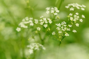 Çiçek tarlasını canlandırın. Yiyecek ve içecekler. Taze tıbbi bitki. Mevsimlik arka plan. Güneşli yaz gününde çiçek açan anason alan arkaplanı.