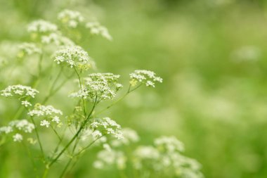 Çiçek tarlasını canlandırın. Yiyecek ve içecekler. Taze tıbbi bitki. Mevsimlik arka plan. Güneşli yaz gününde çiçek açan anason alan arkaplanı.