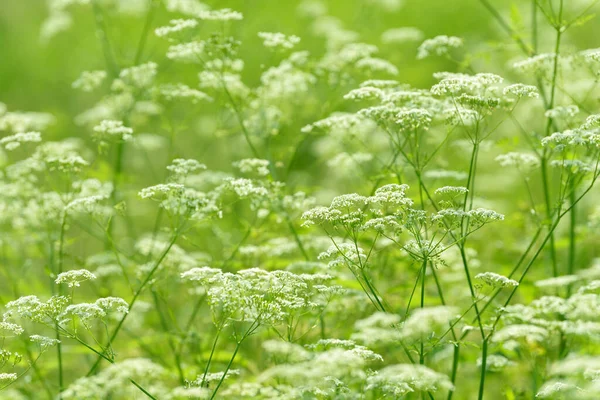 Anijs Bloemenveld Eten Drinken Ingrediënt Verse Medicinale Plant Seizoensgebonden Bloeiende Stockafbeelding