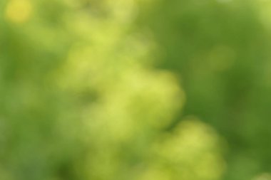 Bulanık bokeh doğa geçmişi. Parkın ya da bahçenin soyut doğal arkaplanı. Yaprakları ve sapları olan bitkilerin yumuşak odaklı fotoğrafı. Ağaç, çalı ya da çim bokeh etkisinden yapılır.