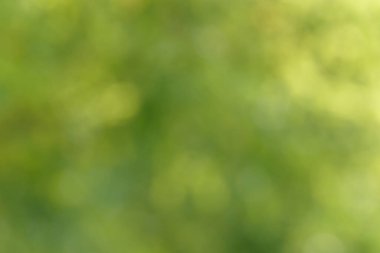 Bulanık bokeh doğa geçmişi. Parkın ya da bahçenin soyut doğal arkaplanı. Yaprakları ve sapları olan bitkilerin yumuşak odaklı fotoğrafı. Ağaç, çalı ya da çim bokeh etkisinden yapılır.