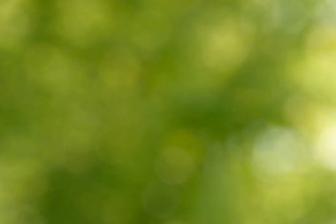 Bulanık bokeh doğa geçmişi. Parkın ya da bahçenin soyut doğal arkaplanı. Yaprakları ve sapları olan bitkilerin yumuşak odaklı fotoğrafı. Ağaç, çalı ya da çim bokeh etkisinden yapılır.