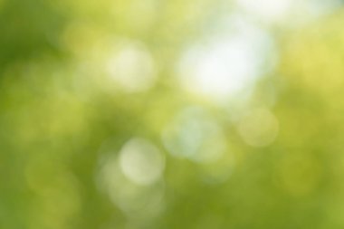 Bulanık bokeh doğa geçmişi. Parkın ya da bahçenin soyut doğal arkaplanı. Yaprakları ve sapları olan bitkilerin yumuşak odaklı fotoğrafı. Ağaç, çalı ya da çim bokeh etkisinden yapılır.