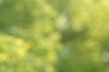 Bulanık bokeh doğa geçmişi. Parkın ya da bahçenin soyut doğal arkaplanı. Yaprakları ve sapları olan bitkilerin yumuşak odaklı fotoğrafı. Ağaç, çalı ya da çim bokeh etkisinden yapılır.