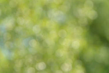 Bulanık bokeh doğa geçmişi. Parkın ya da bahçenin soyut doğal arkaplanı. Yaprakları ve sapları olan bitkilerin yumuşak odaklı fotoğrafı. Ağaç, çalı ya da çim bokeh etkisinden yapılır.