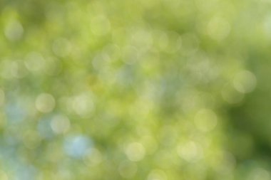 Bulanık bokeh doğa geçmişi. Parkın ya da bahçenin soyut doğal arkaplanı. Yaprakları ve sapları olan bitkilerin yumuşak odaklı fotoğrafı. Ağaç, çalı ya da çim bokeh etkisinden yapılır.