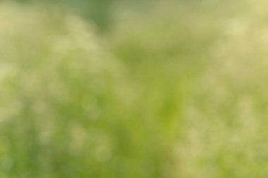 Bulanık bokeh doğa geçmişi. Parkın ya da bahçenin soyut doğal arkaplanı. Yaprakları ve sapları olan bitkilerin yumuşak odaklı fotoğrafı. Ağaç, çalı ya da çim bokeh etkisinden yapılır.